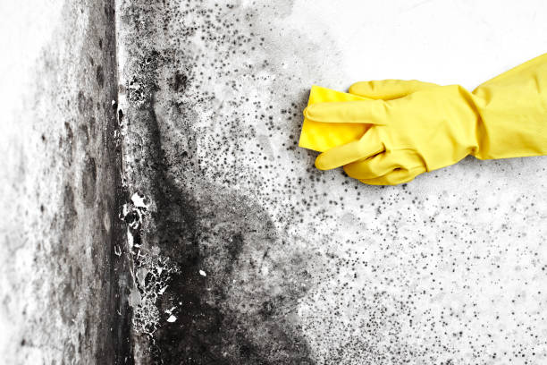 Mold Documentation for Insurance Claims in Oakwood, IL